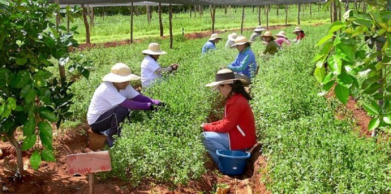 Corrientes, la provincia que más unidades de agricultura familiar sumó al registro nacional en 2022