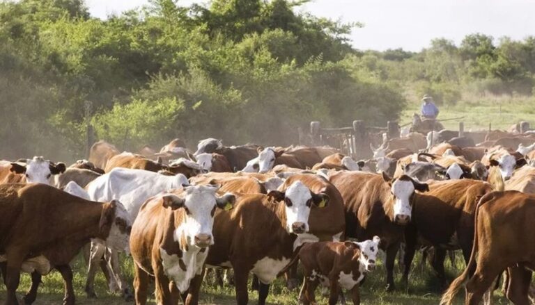 Estiman pérdida por $28 mil millones en la ganadería de Corrientes a raíz de la sequía