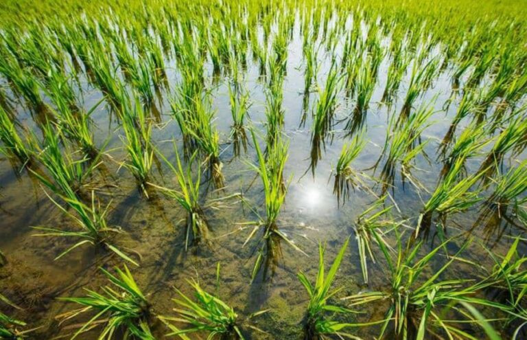 Impacto climático: Los productores de arroz se redujeron 70% en las últimas tres décadas