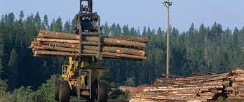 Sector foresto-industrial a favor de medidas para incrementar exportaciones