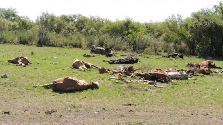 Mueren 240 vacas por intoxicación y “la sequía habría sido el factor desencadenante”