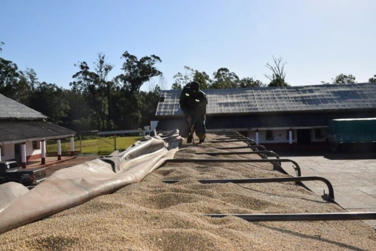 AFIP: Incautan en Corrientes y otras provincias3 mil toneladas de granos