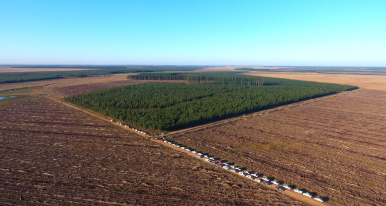 Corrientes, la provincia con mayor potencial de crecimiento y recepción de inversiones forestales