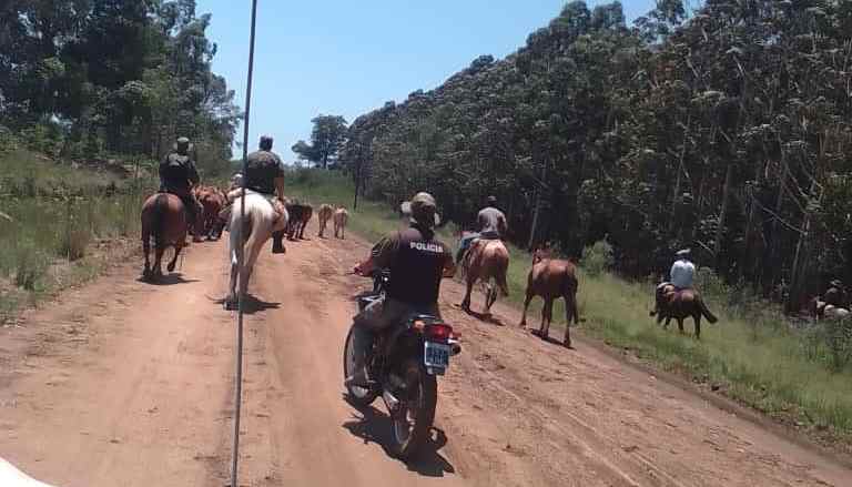 Tras eficaz labor, la Delegación Priar de La Cruz logró recuperar 38 vaquillas preñadas que habían sido robadas en Alvear