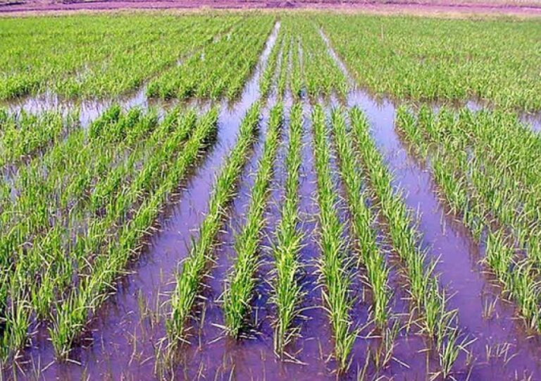Corrientes: Estiman que se perdieron entre 3 mil a 4 mil hectáreas de arroz