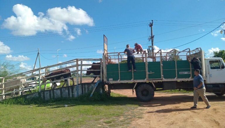 Procedimiento del PRIAR Alvear: Evitaron el traslado de 27 animales vacunos sin ningún tipo de documentación
