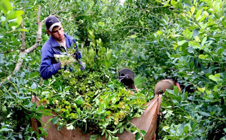 Yerba mate: el Gobierno afirma que no está en vigencia el DNU y el INYM puede fijar los precios
