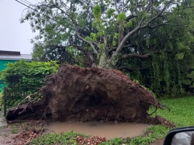 Temporal en Santo Tomé produjo voladura de techos, múltiples árboles y postes caídos