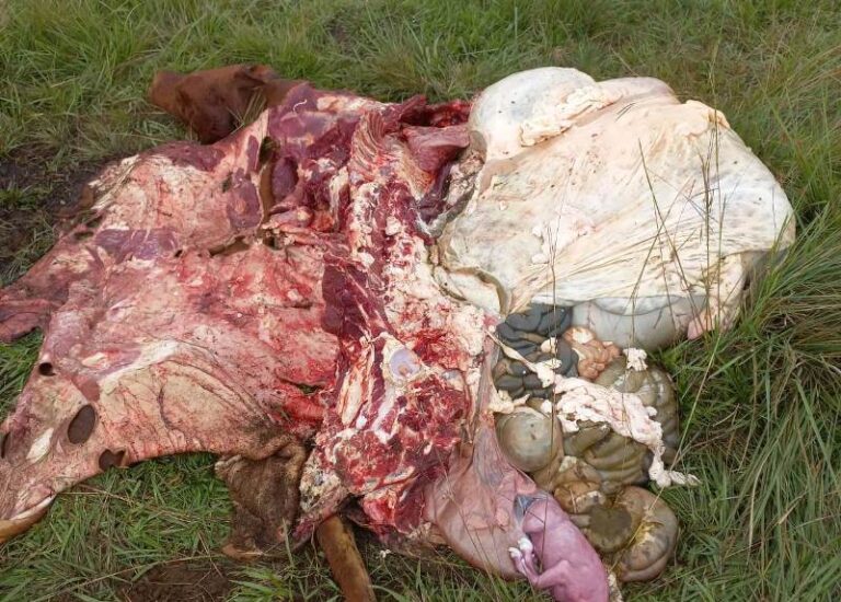 Cuatreros volvieron a sus andanzas y carnearon una vaca preñada en un conocido establecimiento rural