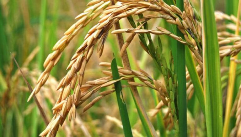 Excepto el arroz, las principales economías regionales de Corrientes con signos de crisis