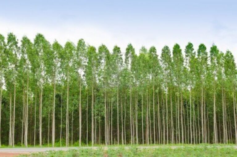 Asociación forestal analiza impacto en el sector de exportación de rollos sin agregado de valor