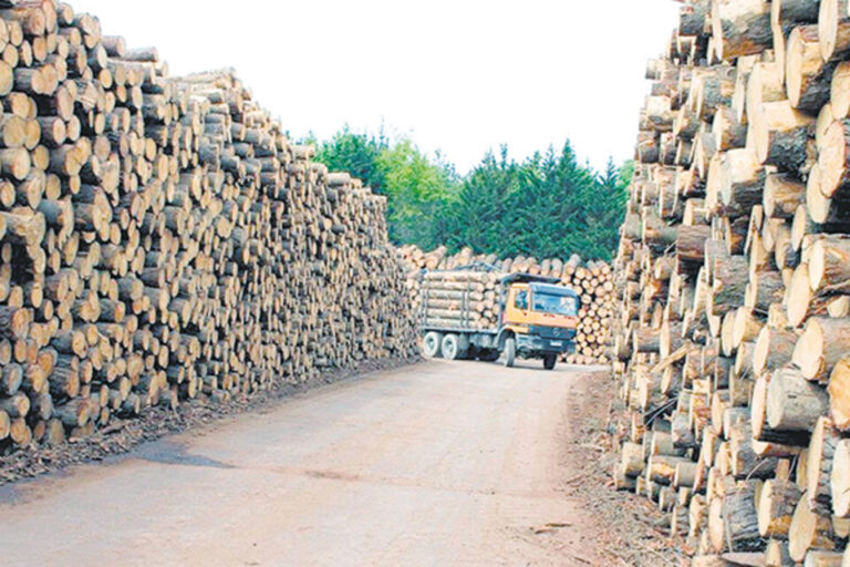 60 mil empleos en la cuerda floja en el sector maderero