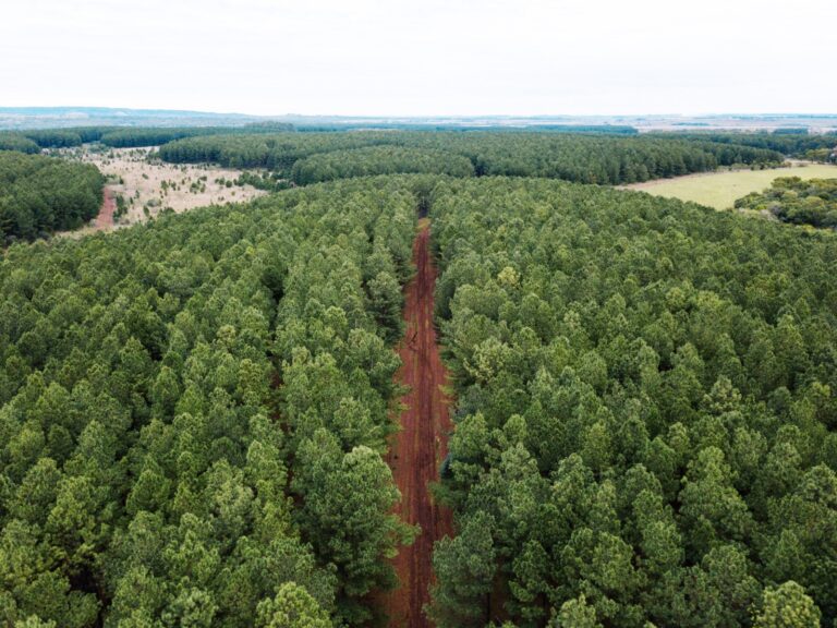 Forestal Bosques del Plata S.A: 31 años de compromiso con el sector forestal argentino
