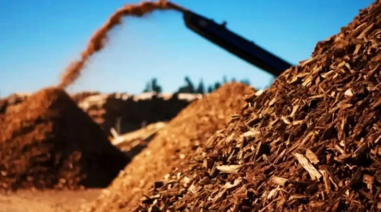 Experto: si Misiones asume su rol de ser “la Arabia Saudita” de la biomasa, generará trabajo, energía barata y millones