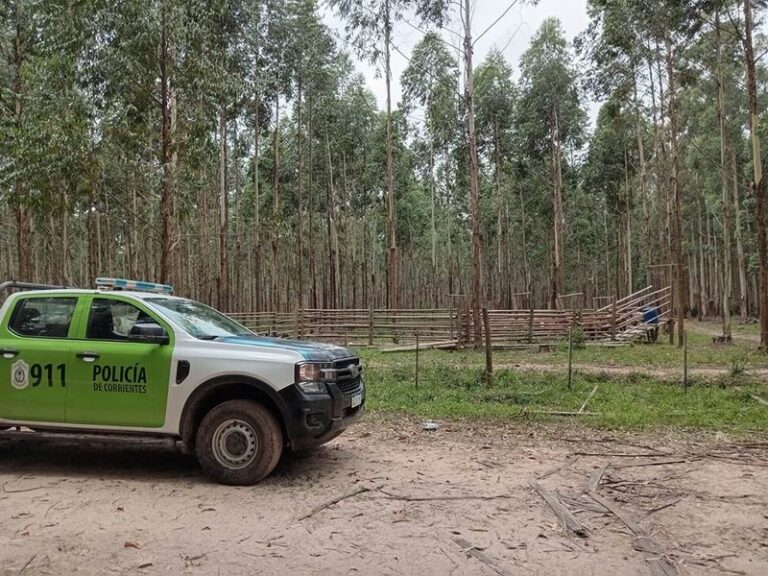 En La Cruz, el Priar recuperó 30 vacas preñadas que habían sido robadas
