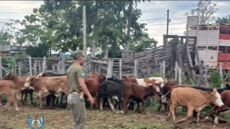 Aplicaron multa millonaria por un intento de traslado de hacienda sin documentación