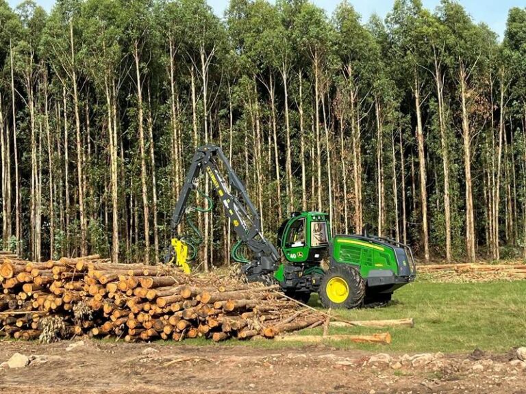 Aseguran que la Argentina, aún furgón de cola en el desarrollo foresto industrial