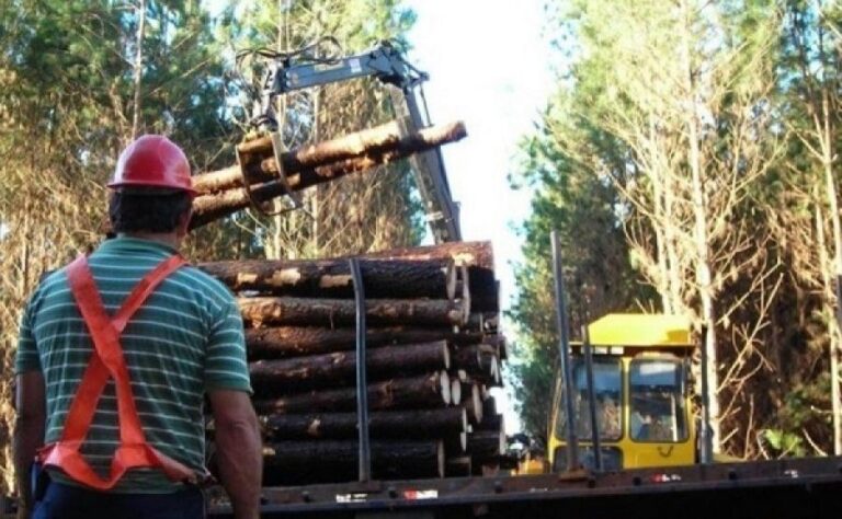 Crean un Comité de Crisis de la Foresto Industria