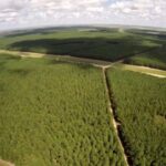 El sector foresto-industrial reclama previsibilidad y políticas de inversión sustentable