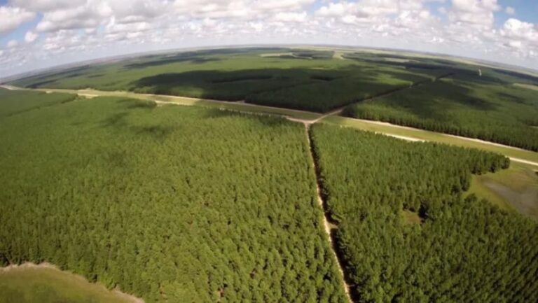 El sector foresto-industrial reclama previsibilidad y políticas de inversión sustentable