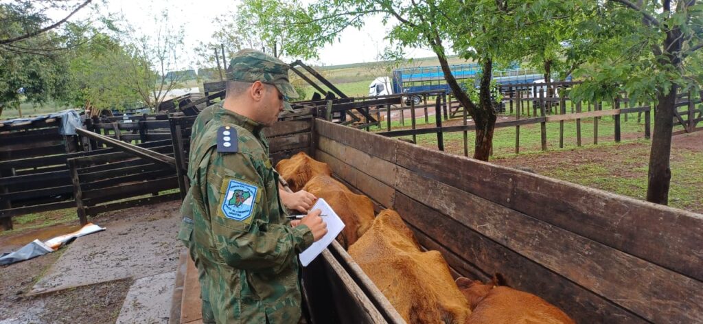 Tras fuga de 20 km, secuestran camión y vacunos por documentación irregular
