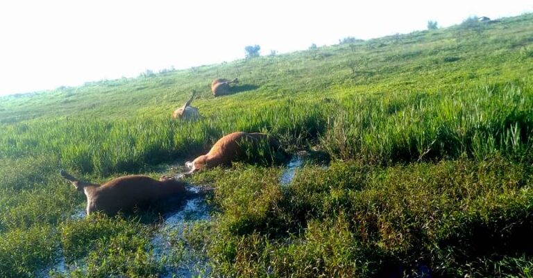 Cuatreros brasileños mataron a tiros a diez vacas de un pequeño productor y no se llevaron nada
