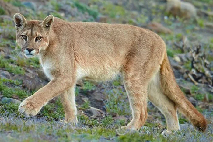 Avistan a un puma en un paraje rural de Santo Tomé