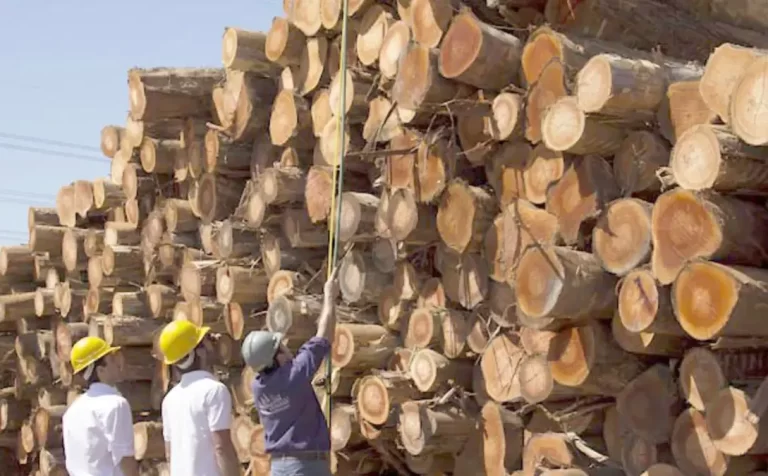Crisis de la madera en Corrientes: se profundizan los cierres de aserraderos y la suspensión de personal en Santa Rosa