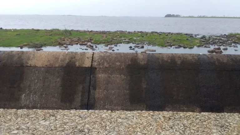 Denuncian mortandad de peces en el río Guaviraví