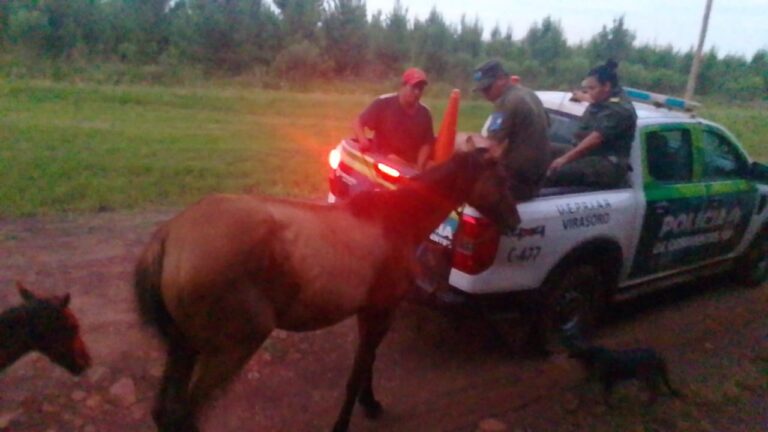 C𝘂𝗮𝘁𝗿𝗲𝗿𝗼 𝗳𝘂𝗲 𝘀𝗼𝗿𝗽𝗿𝗲𝗻𝗱𝗶𝗱𝗼 𝗲𝗻 𝗲𝗹 𝗶𝗻𝘁𝗲𝗿𝗶𝗼𝗿 𝗱𝗲 𝘂𝗻 𝗰𝗮𝗺𝗽𝗼 ajeno 𝗲𝗻 𝗚𝗼𝗯𝗲𝗿𝗻𝗮𝗱𝗼𝗿 𝗩𝗶𝗿𝗮𝘀𝗼𝗿𝗼