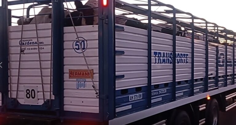 Se actualizan los sistemas de control de brucelosis bovina para el movimiento de hacienda