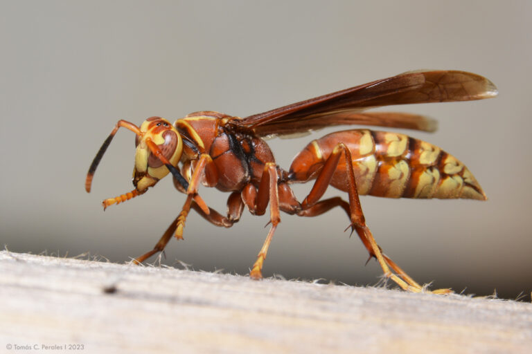 Sao Borja: Mujer muere tras ser picada por una avispa