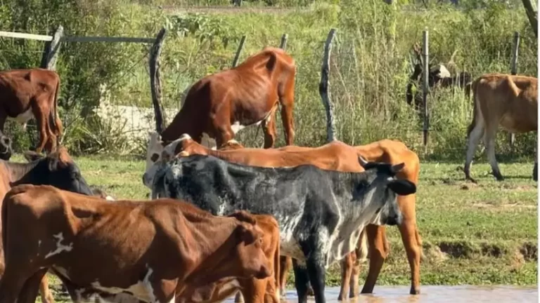Mueren por falta de alimento los animales rescatados en procedimientos en La Cruz