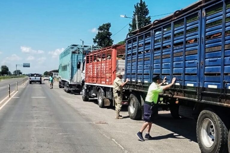 Frenaron en Entre Ríos camiones de ganado con garrapatas y ordenaron su regreso a Corrientes
