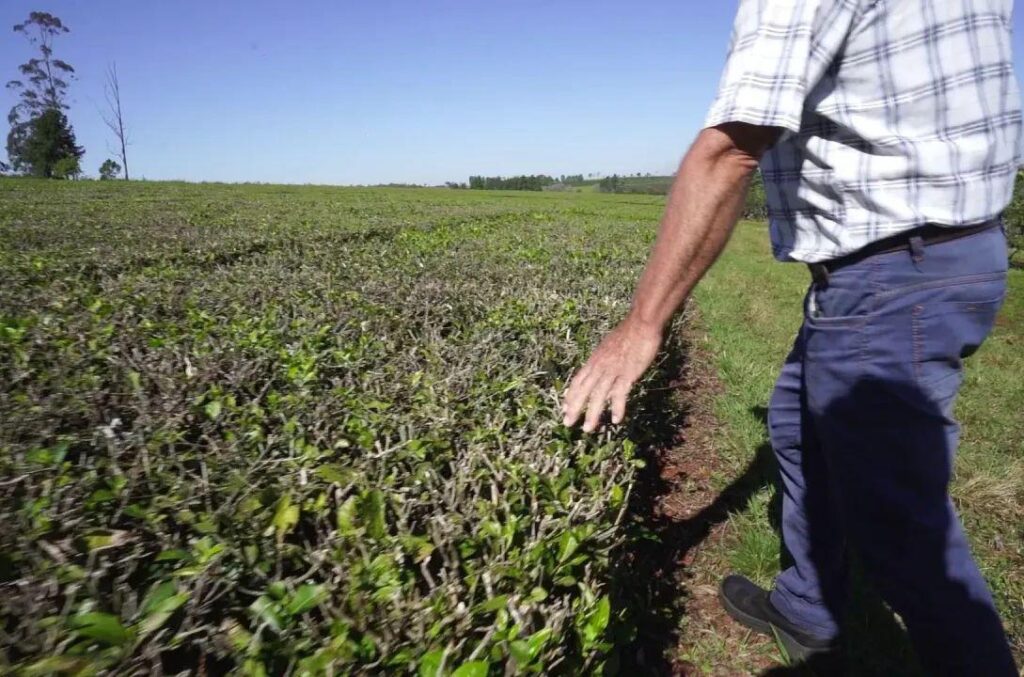 La crisis nacional empuja a productores misioneros a vender sus chacras y crece el interés desde Europa