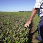 La crisis nacional empuja a productores misioneros a vender sus chacras y crece el interés desde Europa