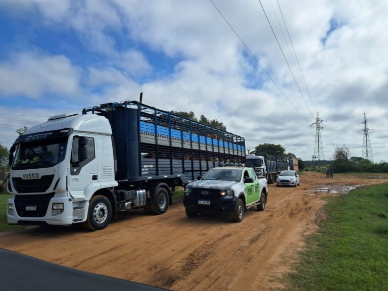 La Cruz: Finalmente trasladaron a los animales vacunos secuestrados en causa de abigeato