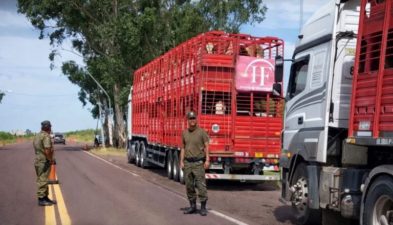 Interceptan en Mercedes dos camiones con mas de cien vacas y guias adulteradas
