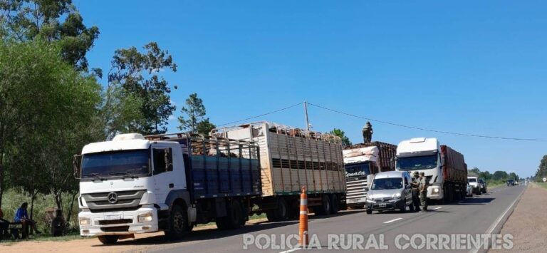 Aplican millonaria multa por trasladar ganado sin documentación