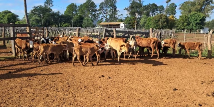 La Cruz: 18 vacas que estaban retenidas por una causa judicial murieron de hambre