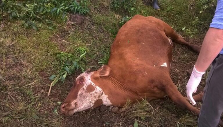 Detectaron nuevo caso de rabia paresiante en la zona de Garruchos