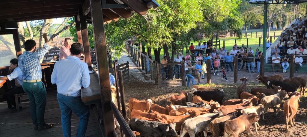 Exitoso 5to remate de pequeños productores, con más de 1700 cabezas en Riachuelo