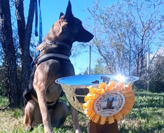 Cairo, el perro virasoreño entrenado para búsqueda y rescate de personas
