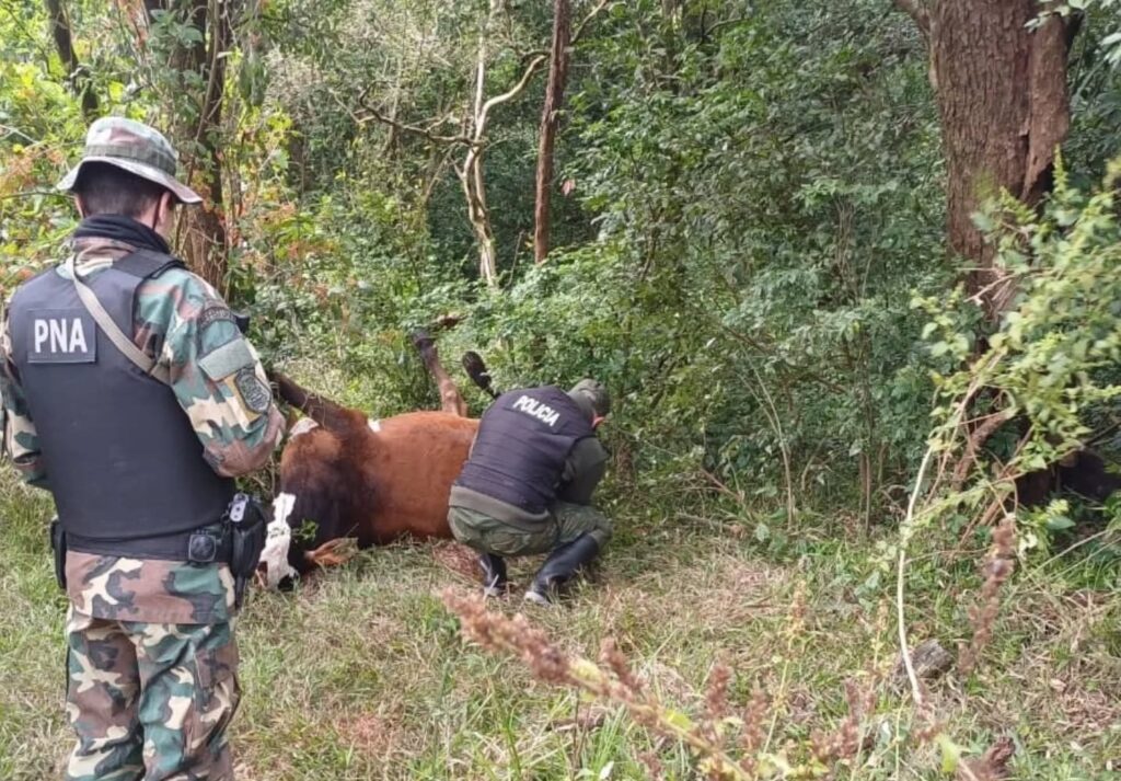 Prefecturianos y Policías del PRIAR hallaron animales vacunos que fueron muertos a balazos