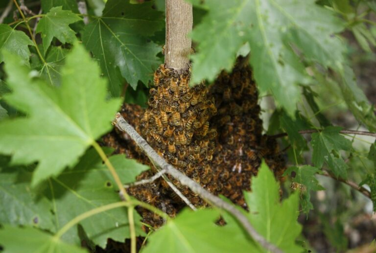 Ante la presencia de avispas y abejas en distintos puntos de la ciudad, intervino Bromatología municipal