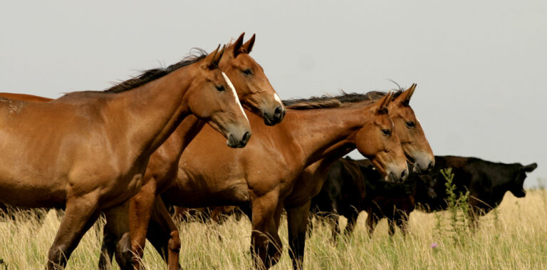 Preocupación en Santo Tomé: denuncian el robo y faenamiento de caballos para consumo humano
