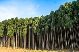 Ajuste recesivo forestal: crisis para el eucalipto
