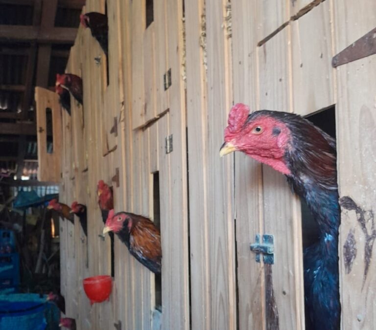 Allanamiento de la Delegación PRIAR: Secuestraron 15 gallos de riña
