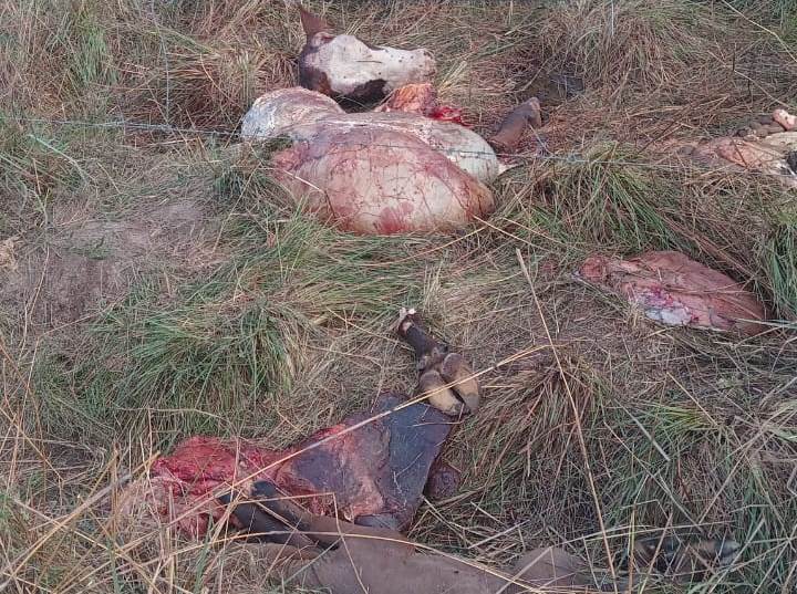 Carnearon una vaca y un ternero a un pequeño productor en Los Bretes