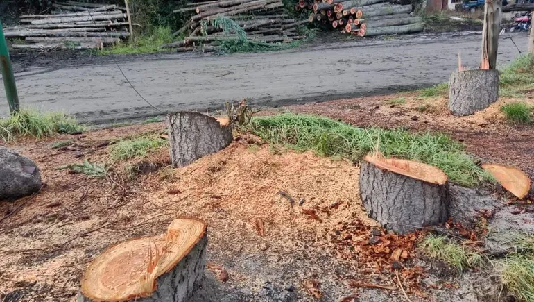 Grave accidente laboral en la zona rural: Un trabajador fue aplastado por un pino y su estado es de gravedad